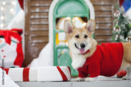 Cute welsh corgi pembroke puppy dog in red sweater in festive christmas decorations. Corgi puppy in front yeard of a house decorated for winter holidays photo