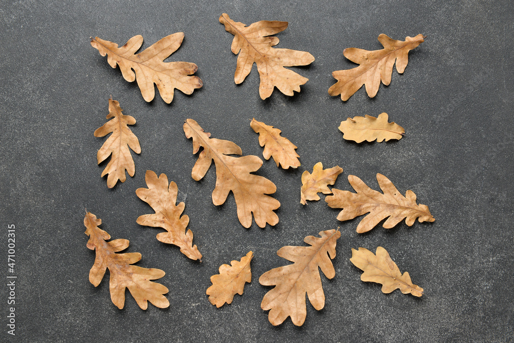 Oak autumn leaves on dark background - obrazy, fototapety, plakaty 