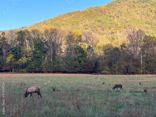 deer in the autumn