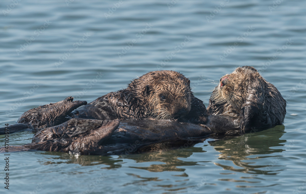 Fototapeta premium Sea otter