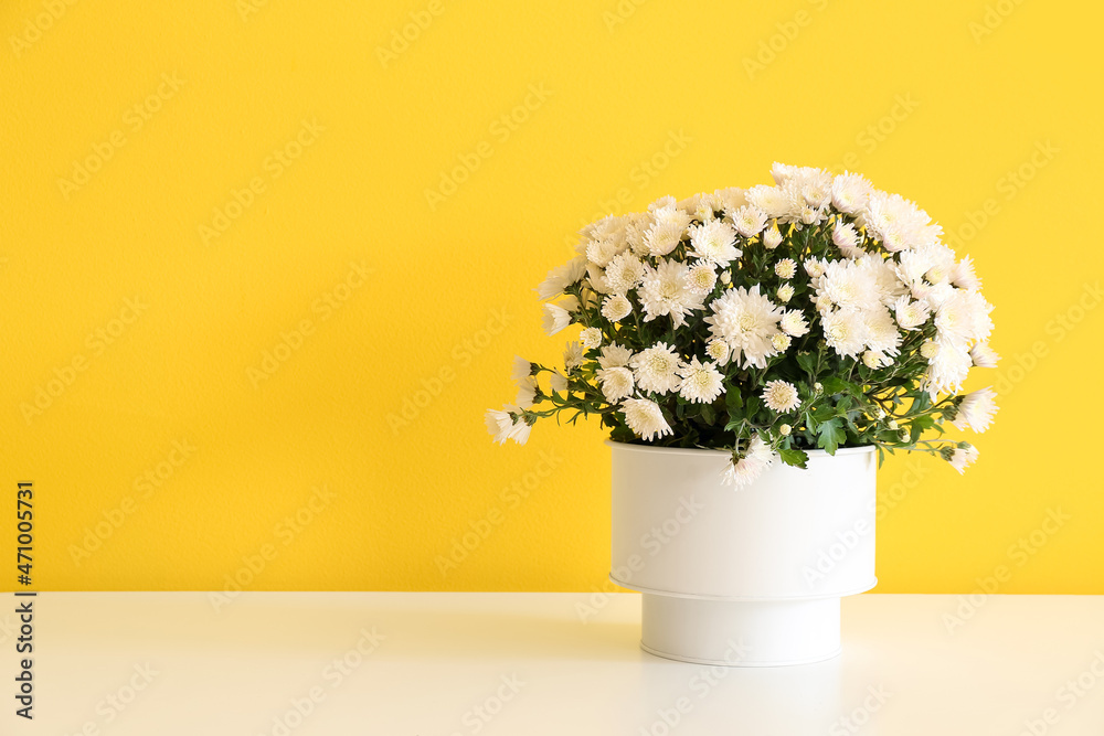 Pot with beautiful Chrysanthemum flowers on table near yellow wall