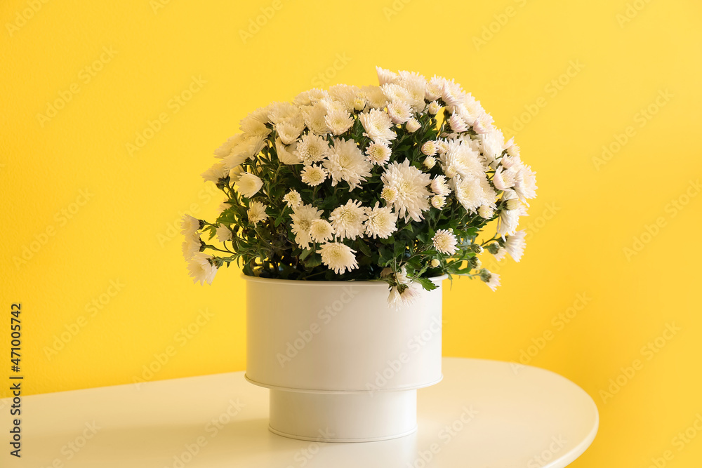 Pot with beautiful Chrysanthemum flowers on table near yellow wall - obrazy, fototapety, plakaty 