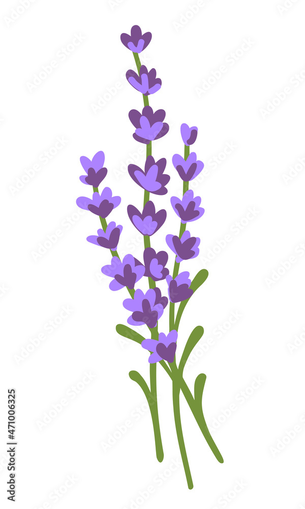A sprig of lavender. Bunch of lavender flowers isolated on a white background. Hand drawn vector illustration. A fragrant natural lavender decor. Beautiful design element for card, goods, cosmetic. A sprig of lavender. Bunch of lavender flowers isolated on a white background. Hand drawn vector illustration. A fragrant natural lavender decor. Beautiful design element for card, goods, cosmetic.