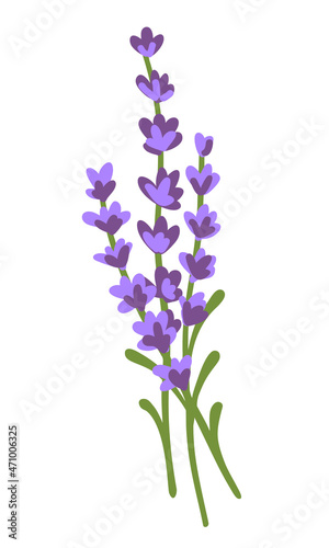 A sprig of lavender. Bunch of lavender flowers isolated on a white background. Hand drawn vector illustration. A fragrant natural lavender decor. Beautiful design element for card, goods, cosmetic.