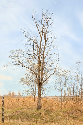 View of bare tree on autumn day
