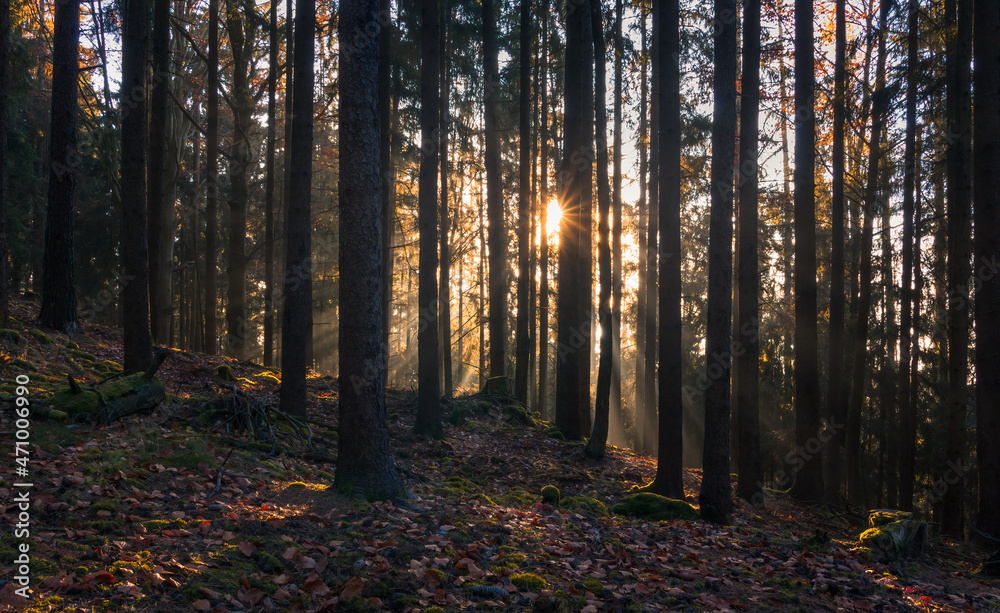 Autumn czech forest landscape with misty fog and sun beams shine through trees Autumn czech forest landscape with misty fog and sun beams shine through trees