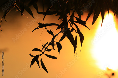 grass and leaves silhouette at sunset near the river © marchevcabogdan