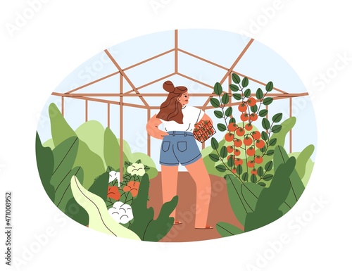 Woman farmer picking vegetable harvest in greenhouse on holidays. Summer country lifestyle. Agriculture and tomato cultivation in glasshouse. Flat vector illustration isolated on white background