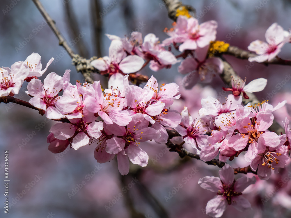 Beautiful close-up of delicate pink blooming flowers of Sargent's cherry or North Japanese hill cherry (Cerasus sargentii (Rehder) or Prunus sargentii) in spring. Amazing floral scenery