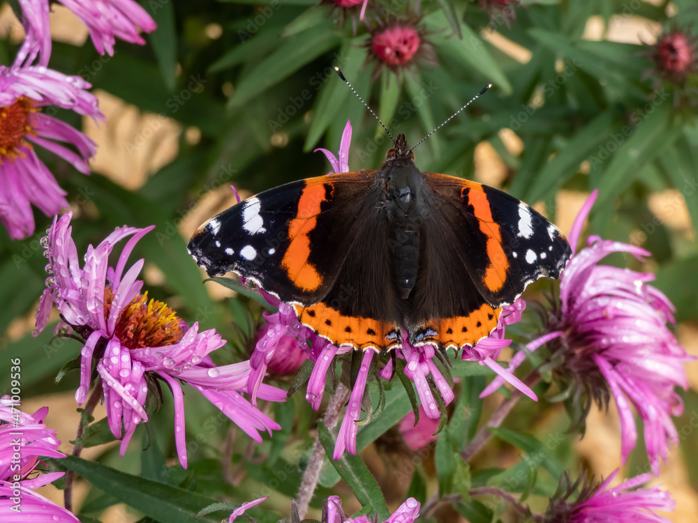 Dorsal view of medium sized butterly The red admiral (Vanessa atalanta) with black wings, red bands, and white spots sitting on pink flower in garden Dorsal view of medium sized butterly The red admiral (Vanessa atalanta) with black wings, red bands, and white spots sitting on pink flower in garden