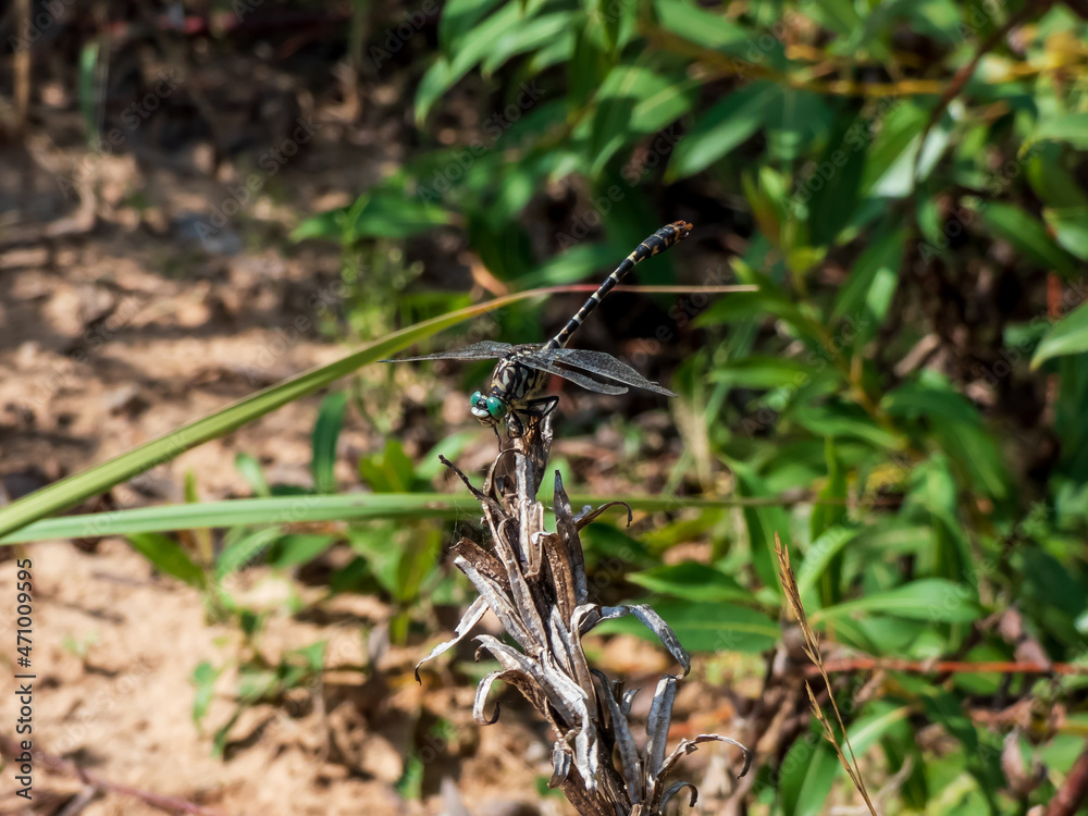 Close-up of the medium-sized dragonfly - the Common clubtail (Gomphus vulgatissimus). Dragonfly is black with extensive yellow markings and green eyes with green background Close-up of the medium-sized dragonfly - the Common clubtail (Gomphus vulgatissimus). Dragonfly is black with extensive yellow markings and green eyes with green background
