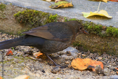 Common Blackbird (Turdus merula) Eurasian Blackbird on a tree branch