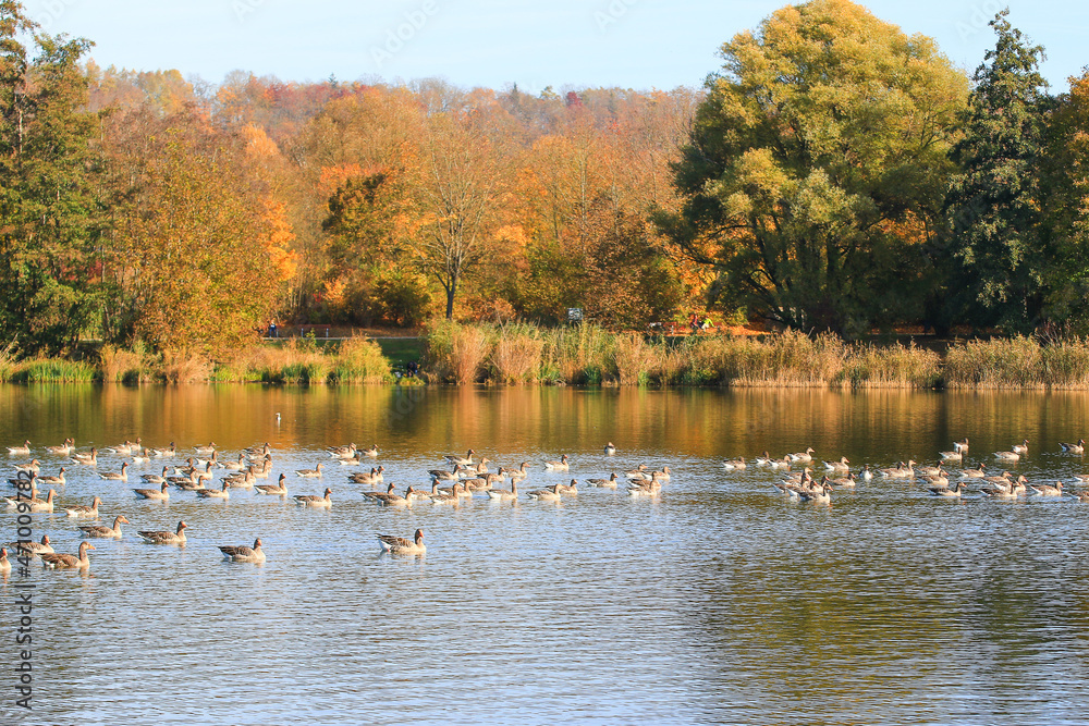 wild ducks on the lake near danube river in Germany wild ducks on the lake near danube river in Germany