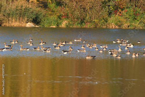 wild ducks on the lake near danube river in Germany © marchevcabogdan