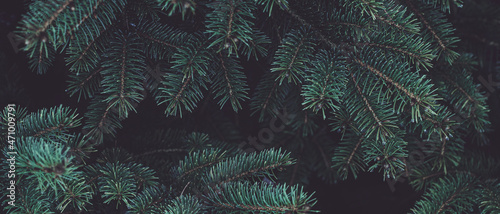 Beautiful Christmas banner Background with green fir tree brunch close up. Copy space, trendy moody dark toned design. Vintage December wallpaper. Natural winter holiday forest backdrop