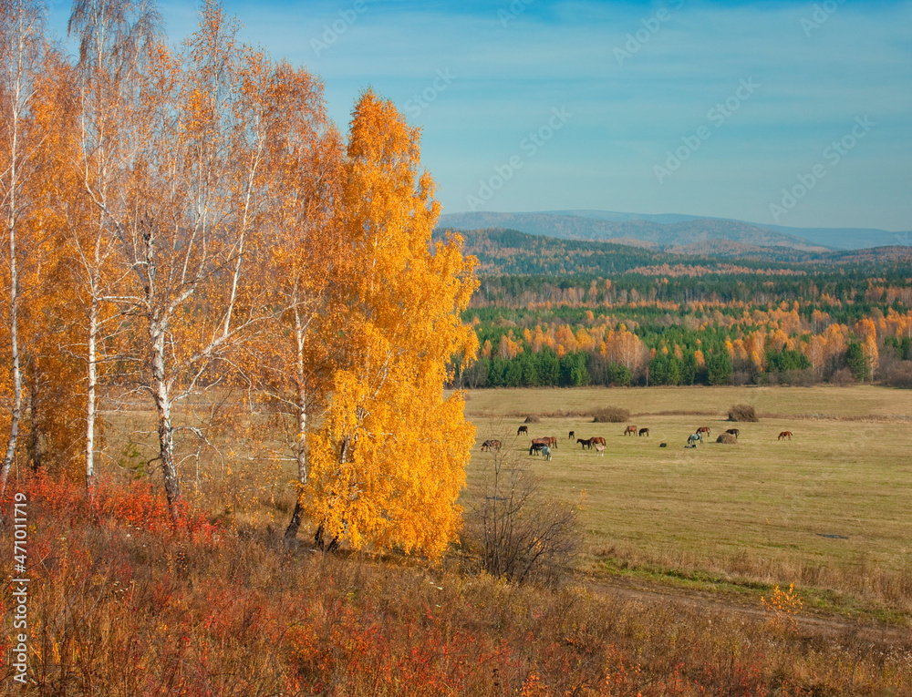 Fototapeta premium Warm autumn landscape on a sunny day