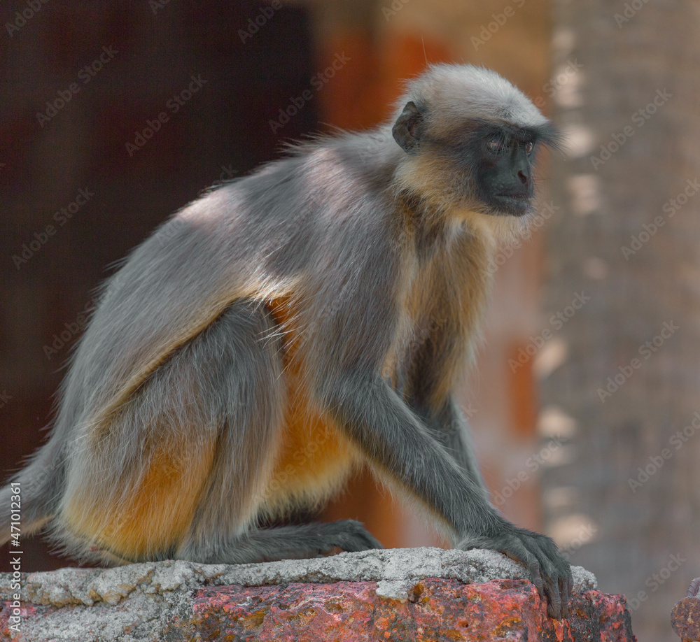 Fototapeta premium Wild monkeys in the jungles