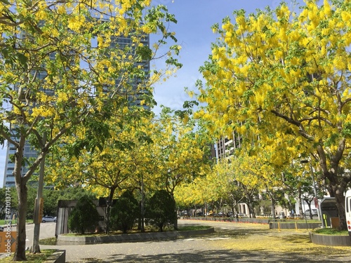 Golden Shower Tree