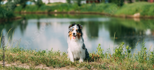 Fototapeta Naklejka Na Ścianę i Meble -  Funny Red And White Australian Shepherd Dog Sitting Near Lake. Aussie Is A Medium-sized Breed Of Dog That Was Developed On Ranches In The Western United States, During The 19th Century. Aussie Dog