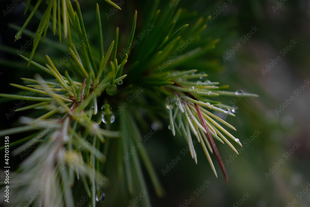 green fir pines with water drops green fir pines with water drops