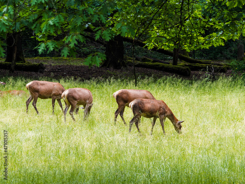 (Cervus elaphus) Troupeau de cerfs élaphes broutant dans une zone de bois clair