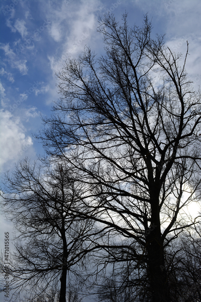 Black silhouettes of trees on the background of beautiful sky Black silhouettes of trees on the background of beautiful sky