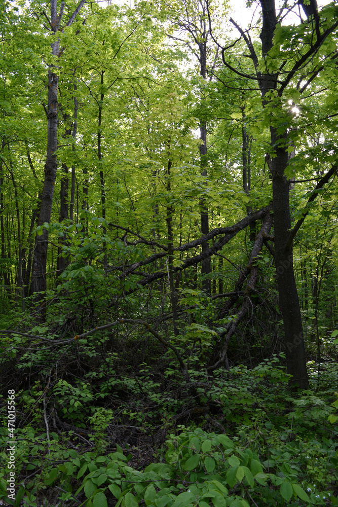 Landscape of wild forest with fallen tree in summer Landscape of wild forest with fallen tree in summer