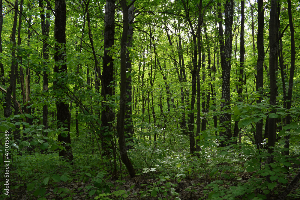 Overgrown deciduous green forest in summer day Overgrown deciduous green forest in summer day