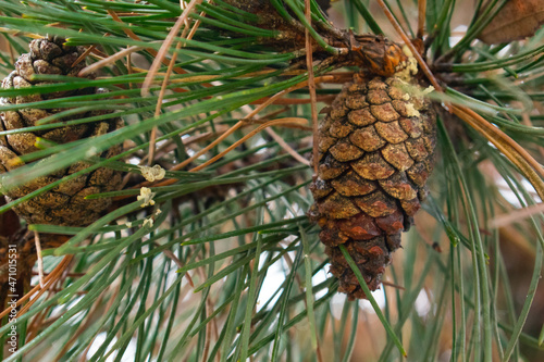 green pine tree with cones
