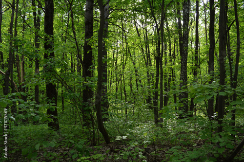 Overgrown deciduous green forest in summer day