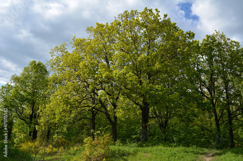 Edge of forest with green oak trees in the beginning of summer