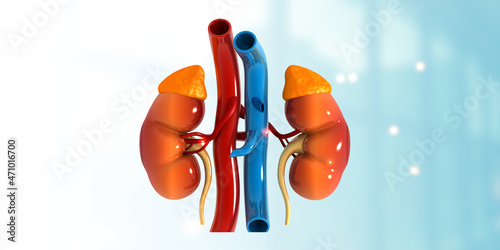 Schilderij op canvas Human kidney, urinary system. 3d illustration..