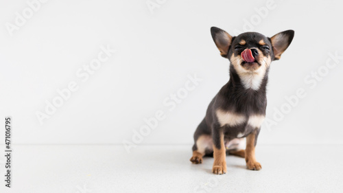 small dog, Chihuahua puppy licks its lips of delicious food with closed eyes. animal on white background, copy space, text, banner photo
