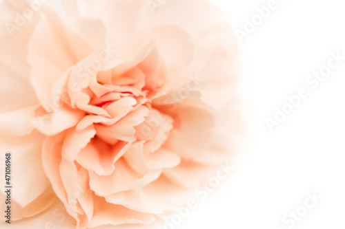 peony bud or clove on a white background as a blank for advertising text