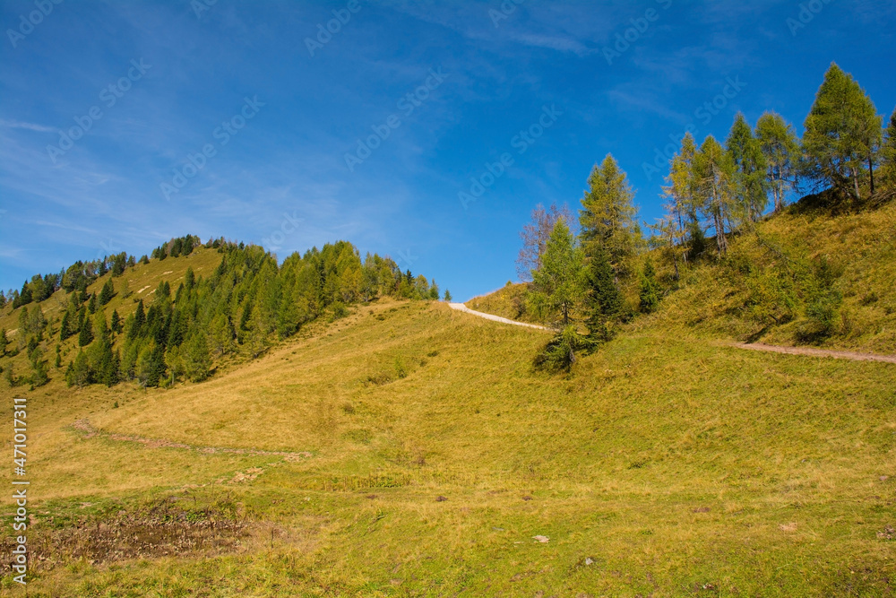 The Laghi di Festons alpine meadow on Sella Festons near Sauris di Sopra, Udine Province, Friuli-Venezia Giulia, north east Italy. Used as a summer pasture for dairy cows
