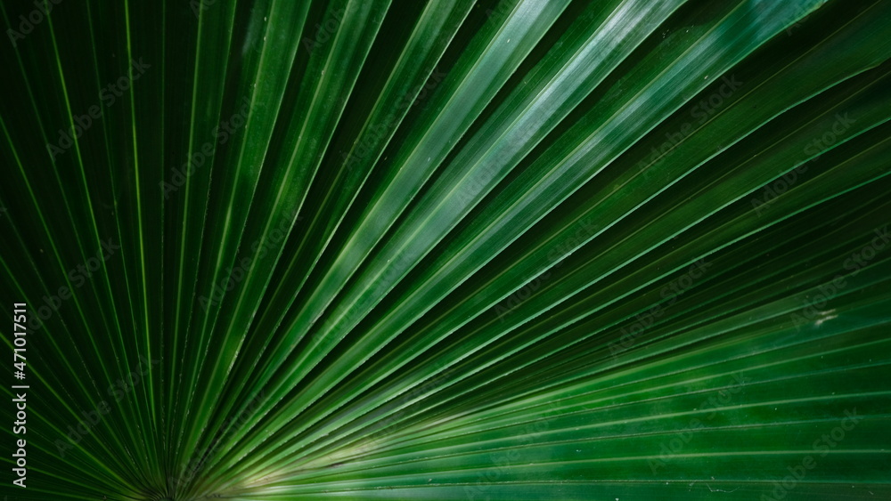 Obraz premium abstract background flower pattern pictures plant pattern photos Gallery national Geographic