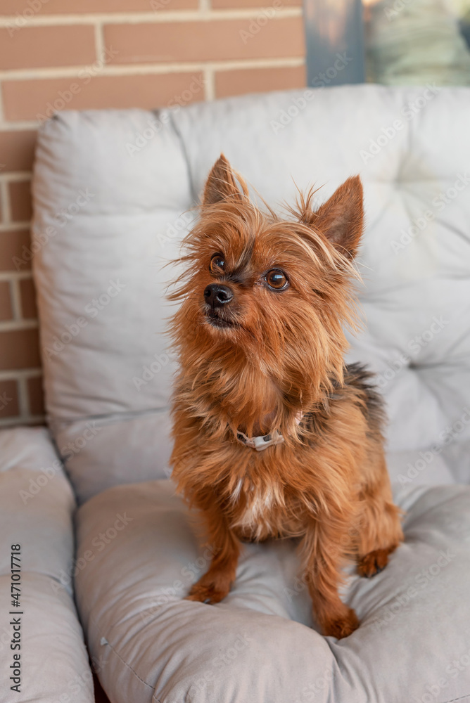 Lovely Yorkshire dog sitting on top of some gray cushions Lovely Yorkshire dog sitting on top of some gray cushions