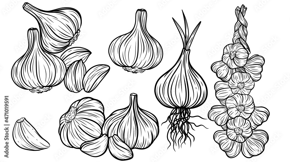 Set of handdrawn line art vector illustration of garlic, garlic cloves