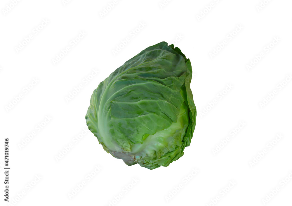 Fototapeta premium White, young cabbage