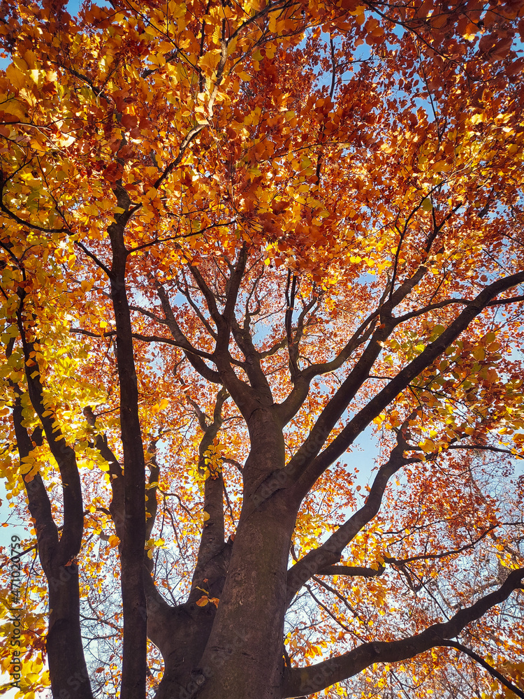 autumn in the park autumn in the park