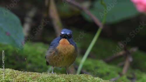 Snowy-browed Flycatcher Birds in Thailand and Southeast-Asia.