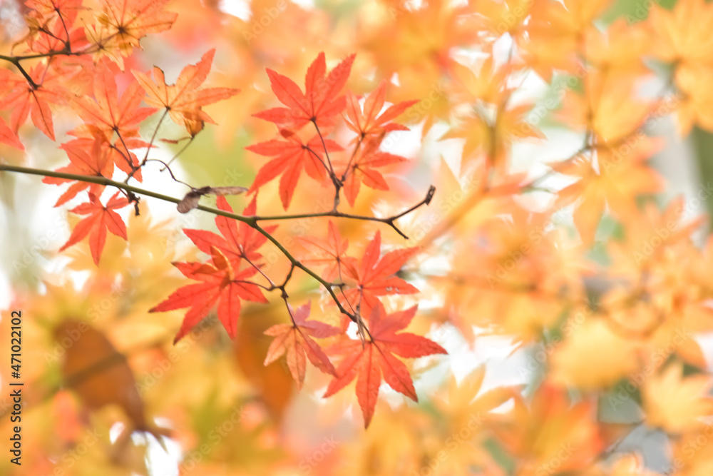 Momiji