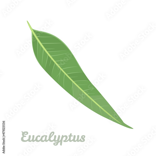 Eucalyptus leaf isolated on white background. Vector illustration, icon. Cartoon flat style. Medicinal plant.