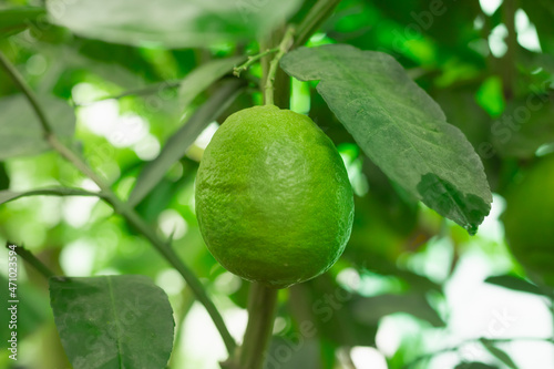 Wallpaper Mural Green lemon growing on the tree. Lime close up on branch. Exotic farm.	 Torontodigital.ca