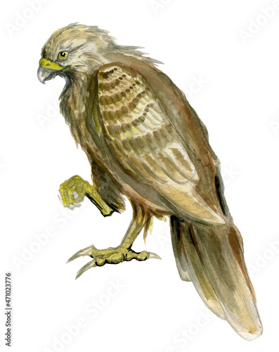 Valokuvatapetti Watercolor drawing depicting a hawk