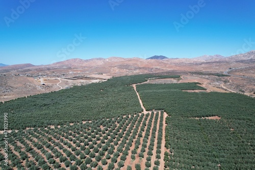 Olives landscape 