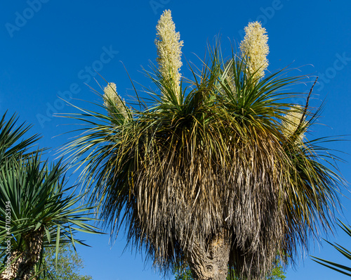 Blooming Nolina longifolia or Beaucarnea longifolia in Arboretum Park Southern Cultures in Sirius (Adler) Sochi. Exotic plant known as Mexican Grass Tree or Oaxacan Ponytail Palm photo