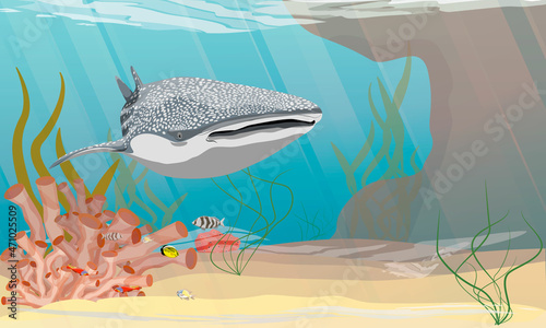 The great whale shark Rhincodon swims close to the bottom with corals and algae. Giant fish of the World Ocean. Realistic vector underwater landscape