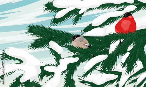 A pair of bullfinches on spruce branches in the snow. Realistic vector winter landscape