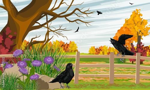 A flock of black crows near the autumn field. Crows sit on an old fence near the thickets of asters and fly over the field. Wild crow Corvus corax. Realistic vector landscape